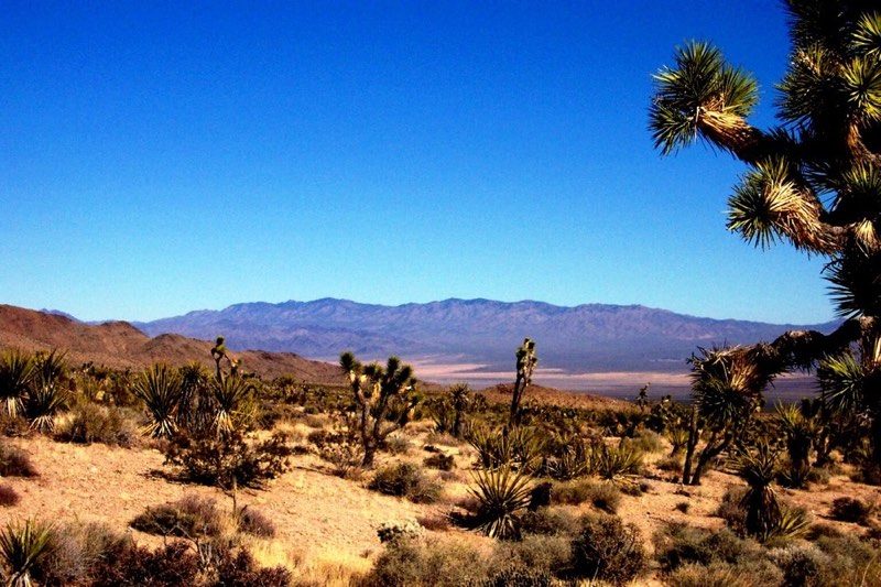 mojavedesert