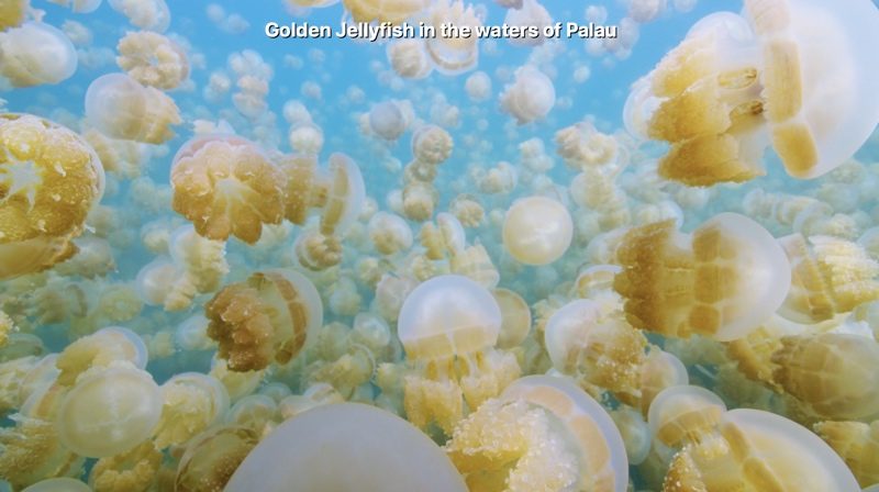 jellyfishscreensaver