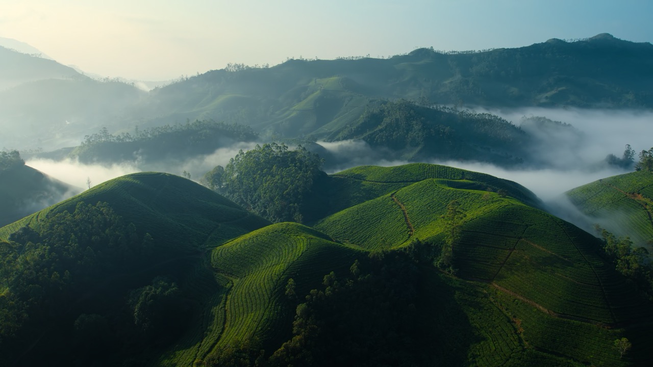 Tea-Gardens-Day-Large.jpeg