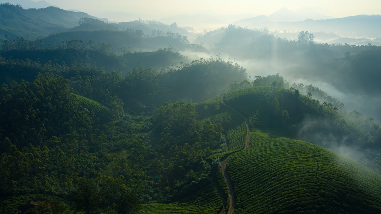 Tea-Gardens-Mist-Large.jpeg
