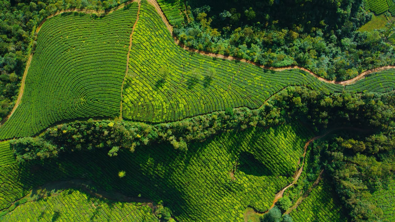 Tea-Gardens-from-Above-Large.jpeg