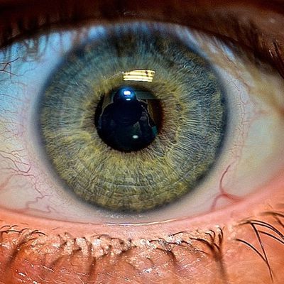 iris
