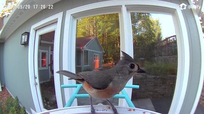 birdfy tufted titmouse