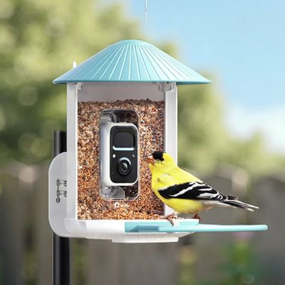 birdfy feeder review