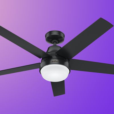 hunter fan feature purple
