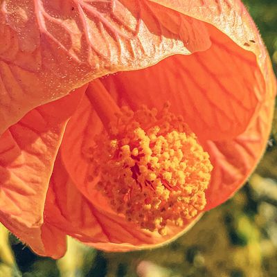 ipad pro macro feature