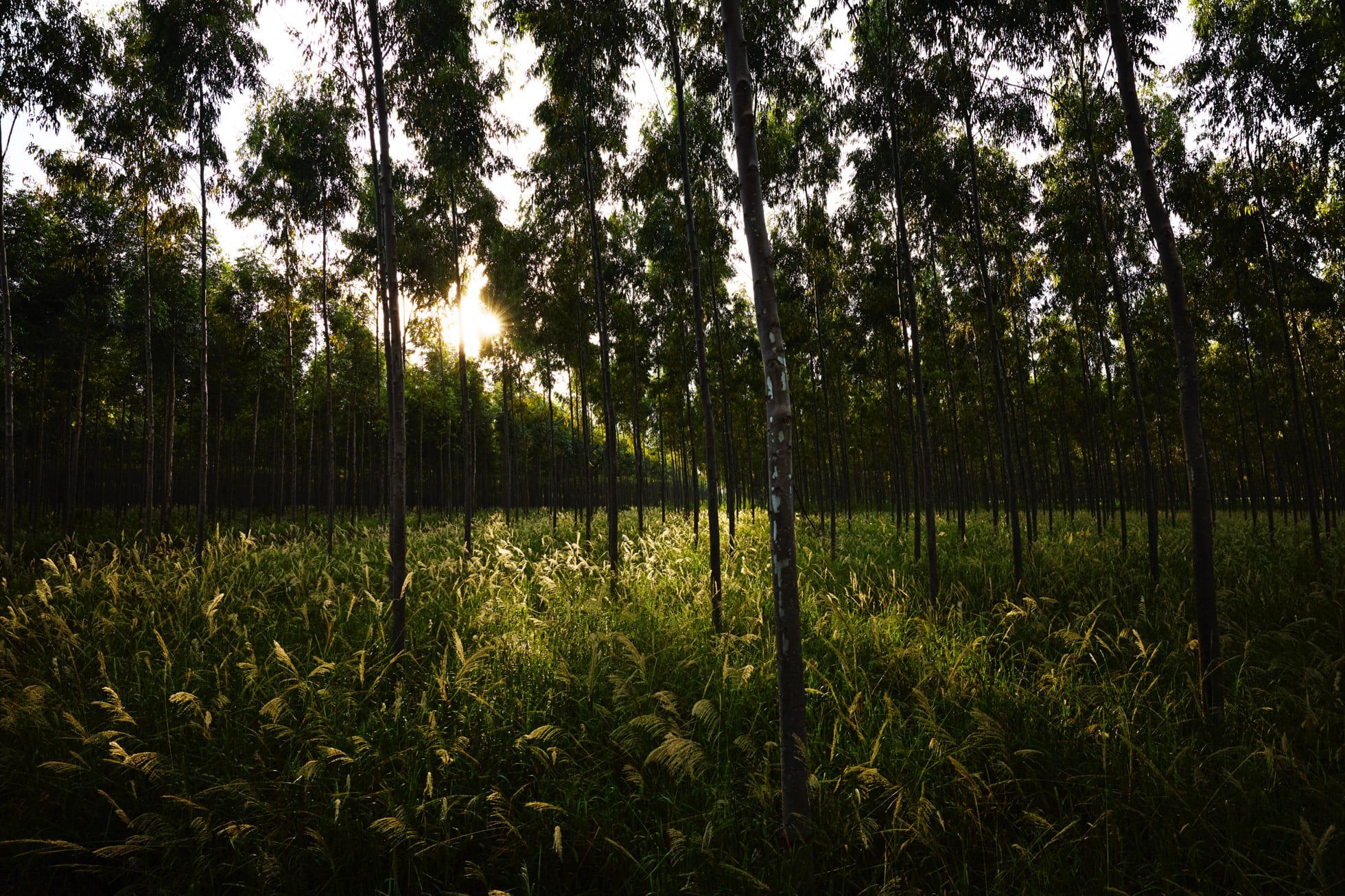 Apple Suppliers Donate to Restore Fund for Sustainable Forests and Other Carbon Removal Projects
