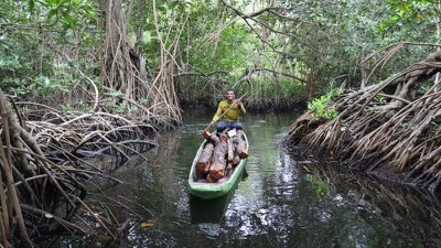 1 apple is investing in a huge mangrove forest in columbia