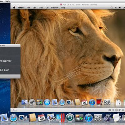 lion