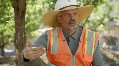 apple park tree guy