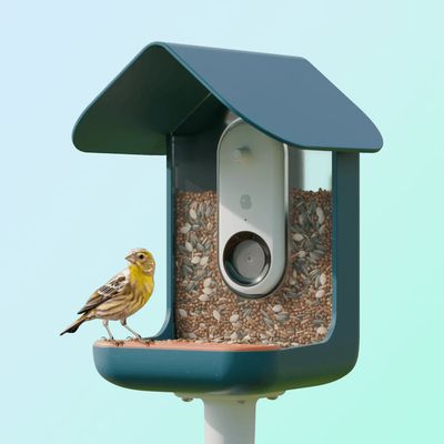 bird buddy main image