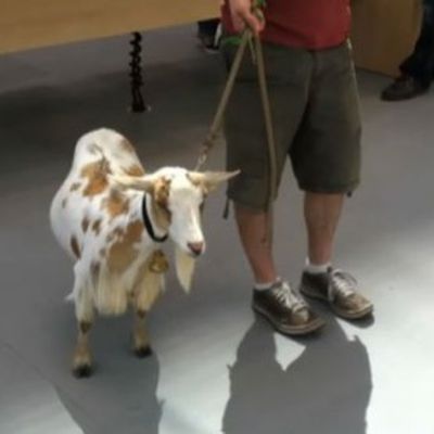 MacRumors content image