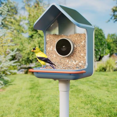 birdbuddy 2