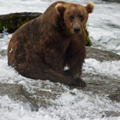 MacRumors content image