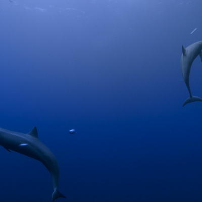 apple tv dolphins screensaver