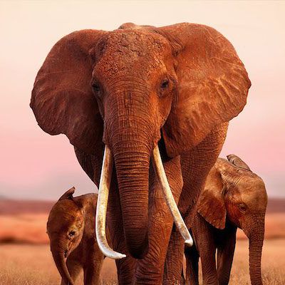 the elephant queen