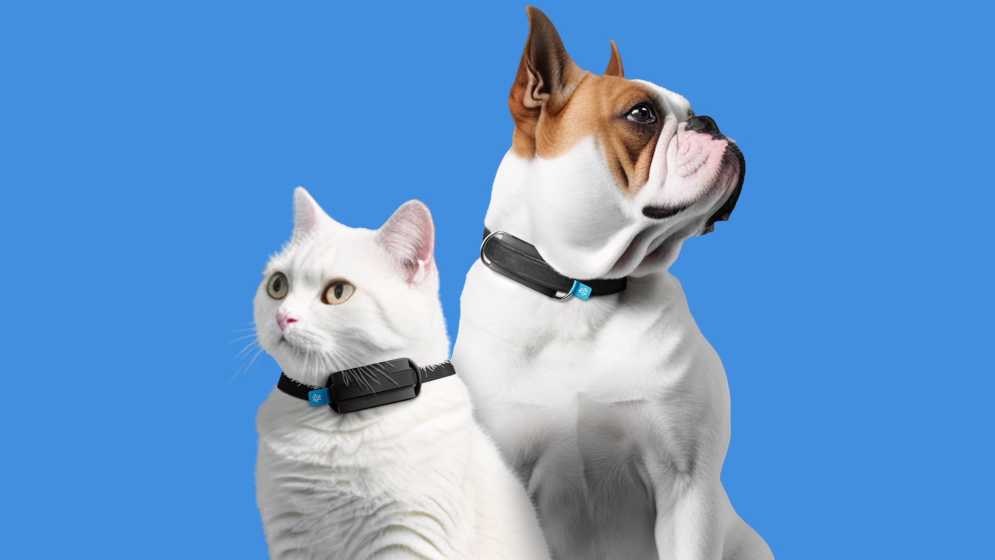 CES 2024: Invoxia Launches AI Wearable That Monitors Your Pet's