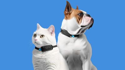 CES 2024: Invoxia ابزار پوشیدنی هوش مصنوعی را معرفی کرد که سلامت حیوان خانگی شما را زیر نظر دارد