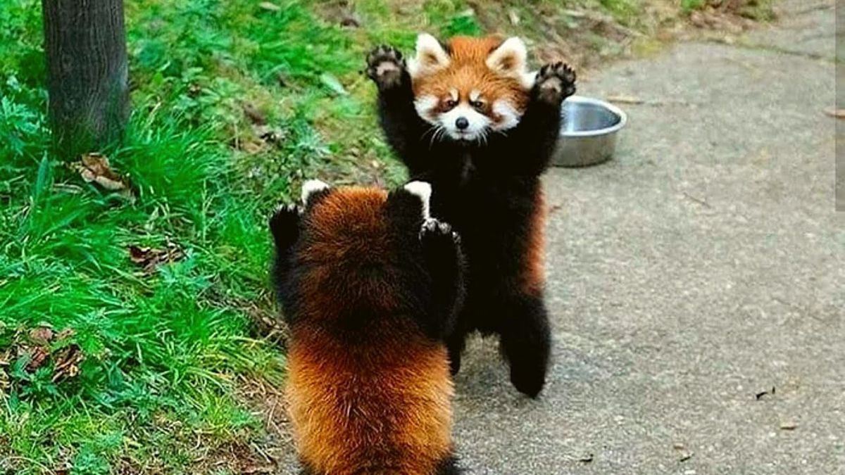 Attachment Image