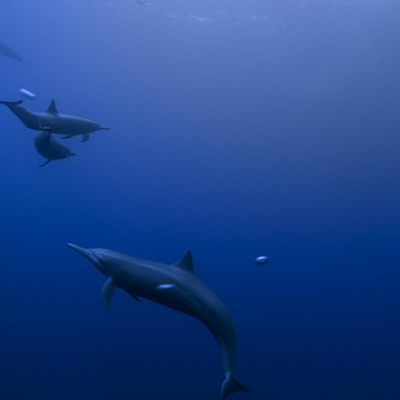 apple tv dolphins screensaver