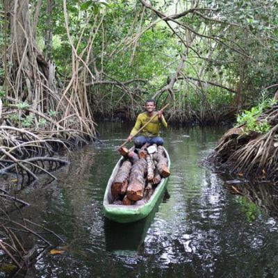 1 apple is investing in a huge mangrove forest in columbia