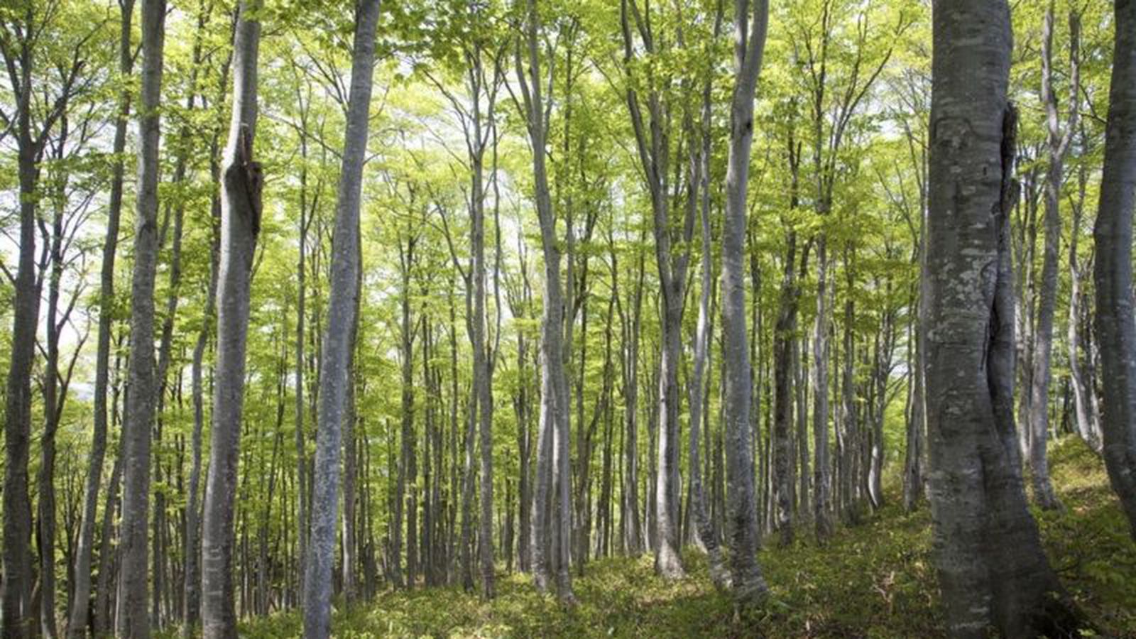 Apple Sees Success With Efforts To Protect Working Forests In North Carolina Macrumors