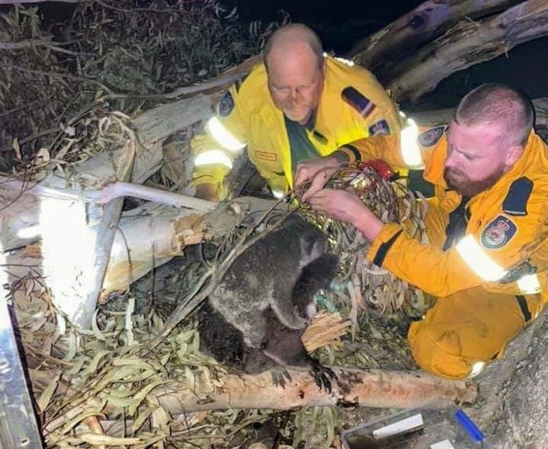 Apple To Donate Money To Support Fire Relief Efforts In Australia