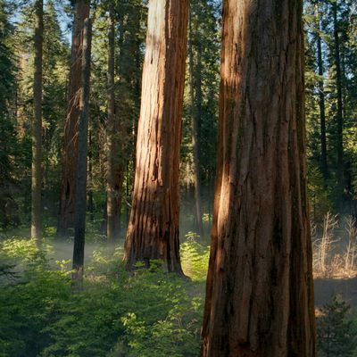 macos sequoia hidden wallpaper