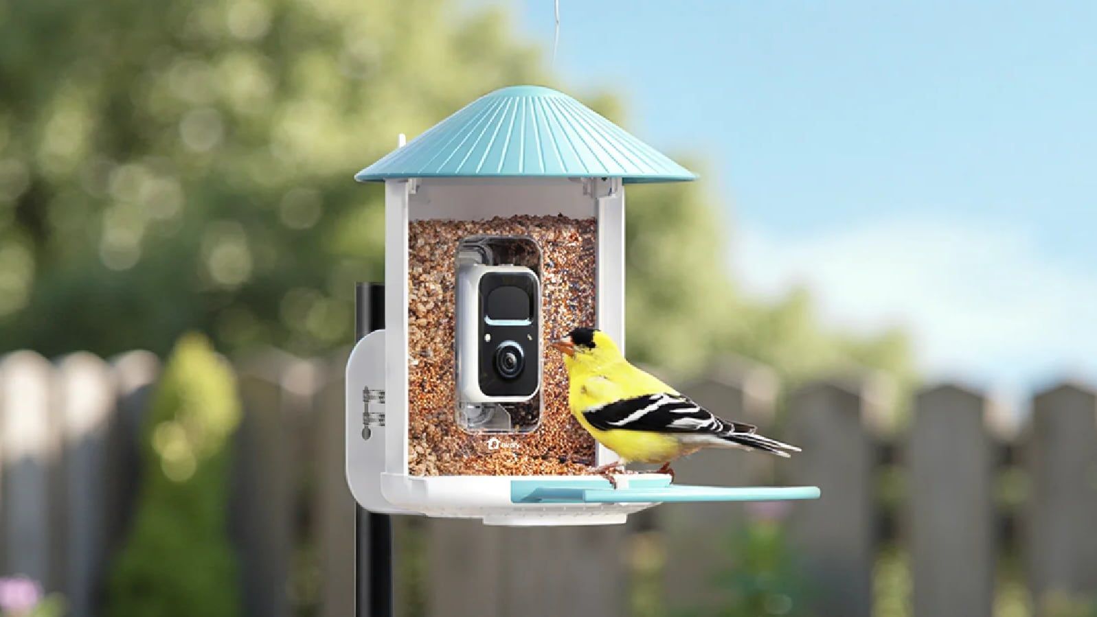 Close-up bird photo captured by smart feeder camera