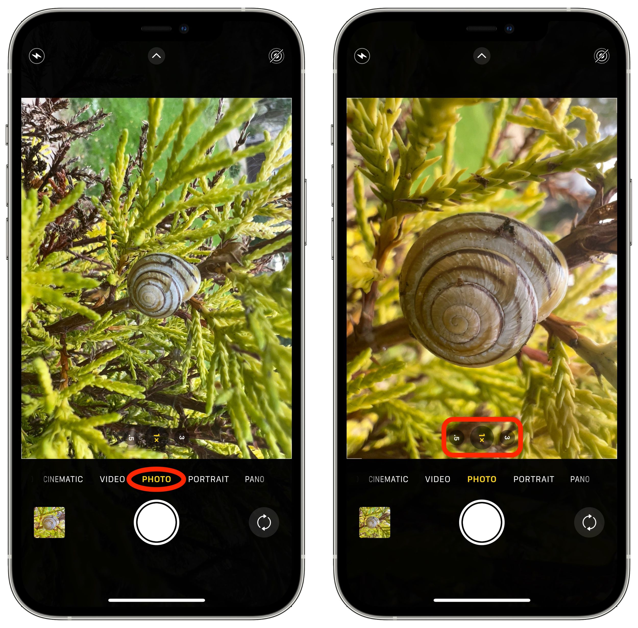 iPhone 13 Pro: How to Shoot Macro Photography - MacRumors