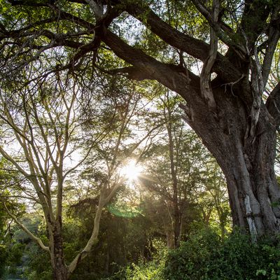 apple restore fund hero01 04152021 Full Bleed Image