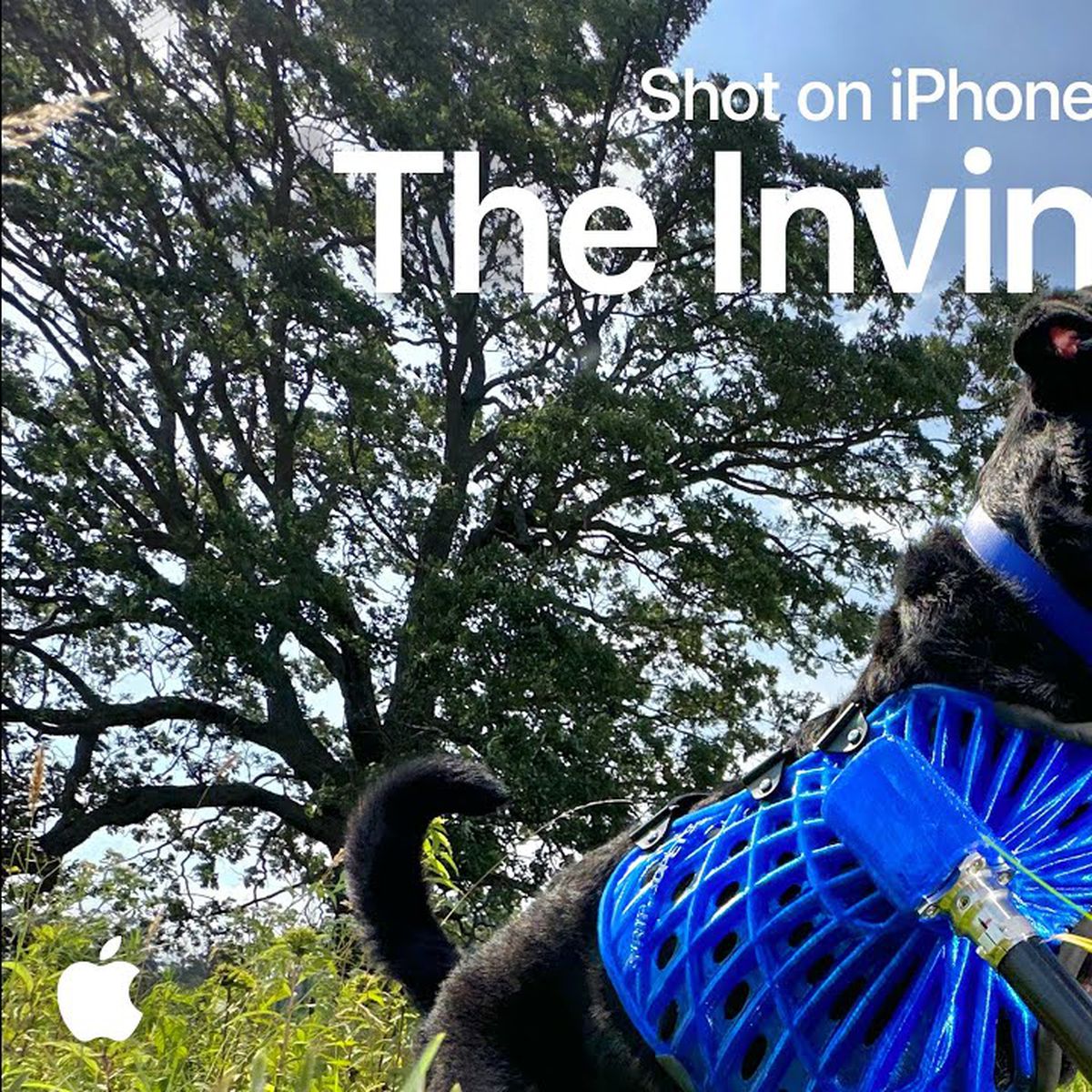 Apple's Uplifting Ad Tells Story of Dogs With Prosthetics