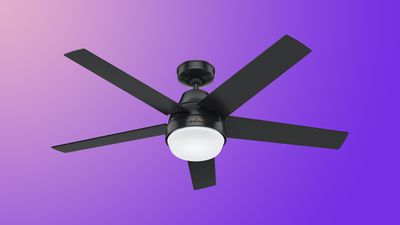 hunter fan feature purple