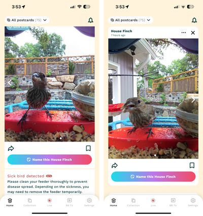 bird buddy ai features