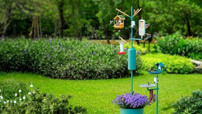 Обзор: кормушка для колибри и аксессуары Bird Buddy — природа на кончиках ваших пальцев