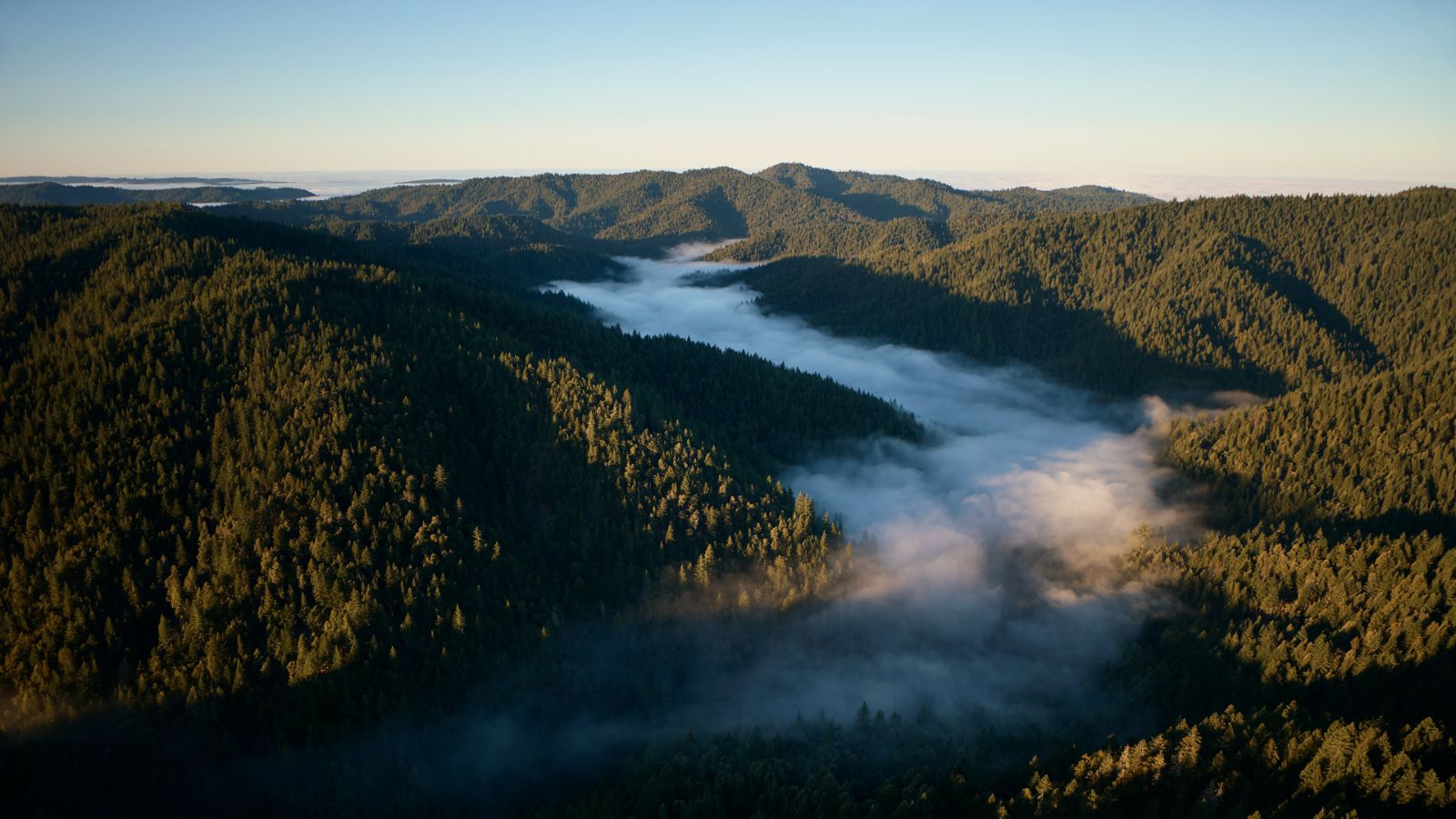 Apple Announces Project to Protect California Redwood Forest