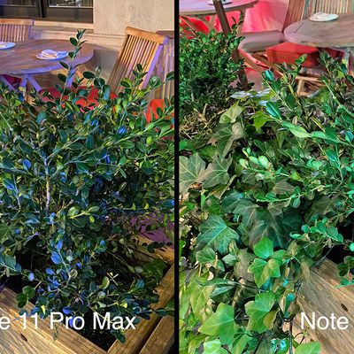 promaxnote10plant