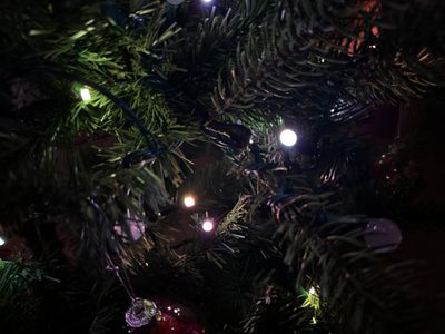 hue festavia lights in tree
