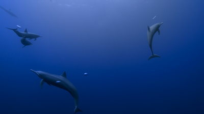 apple tv dolphins screensaver