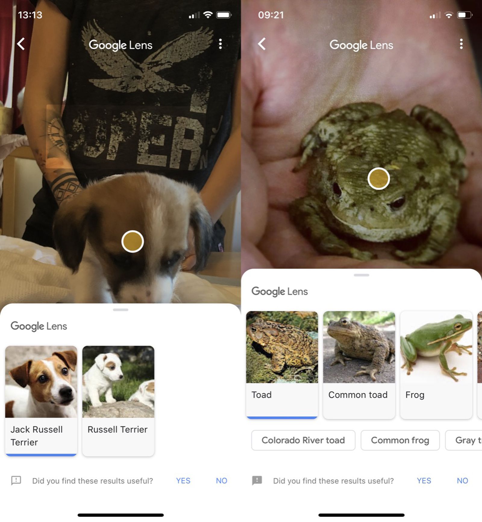 How to Use Google Lens on iPhone MacRumors
