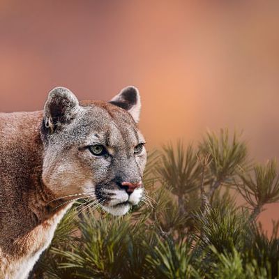 photoshopneuralfilters