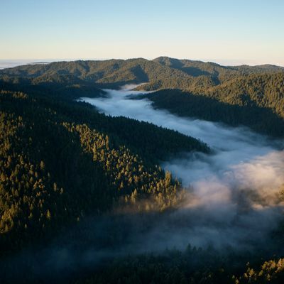 apple restore fund california redwoods