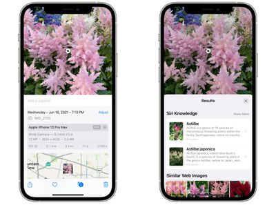 What's that bug? How to identify any plant or animal with your smartphone