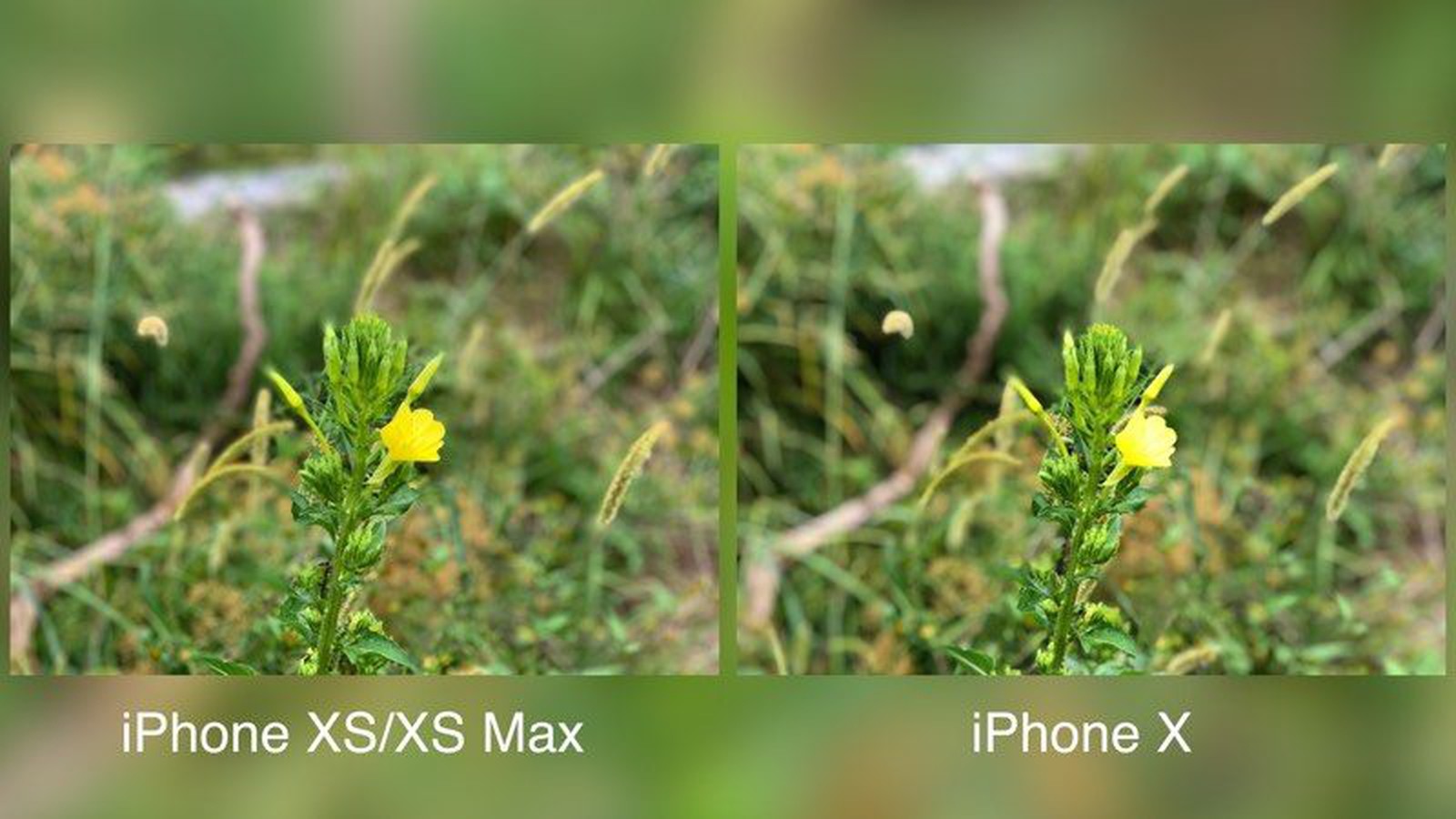 Camera Comparison: iPhone XS Max vs. iPhone X - MacRumors