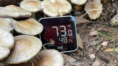 eve weather outdoor mushrooms