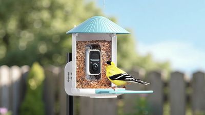 birdfy feeder review