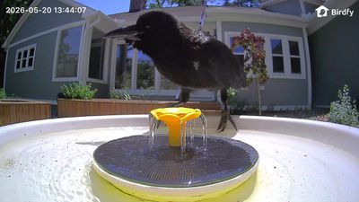 birdfy bird bath pro