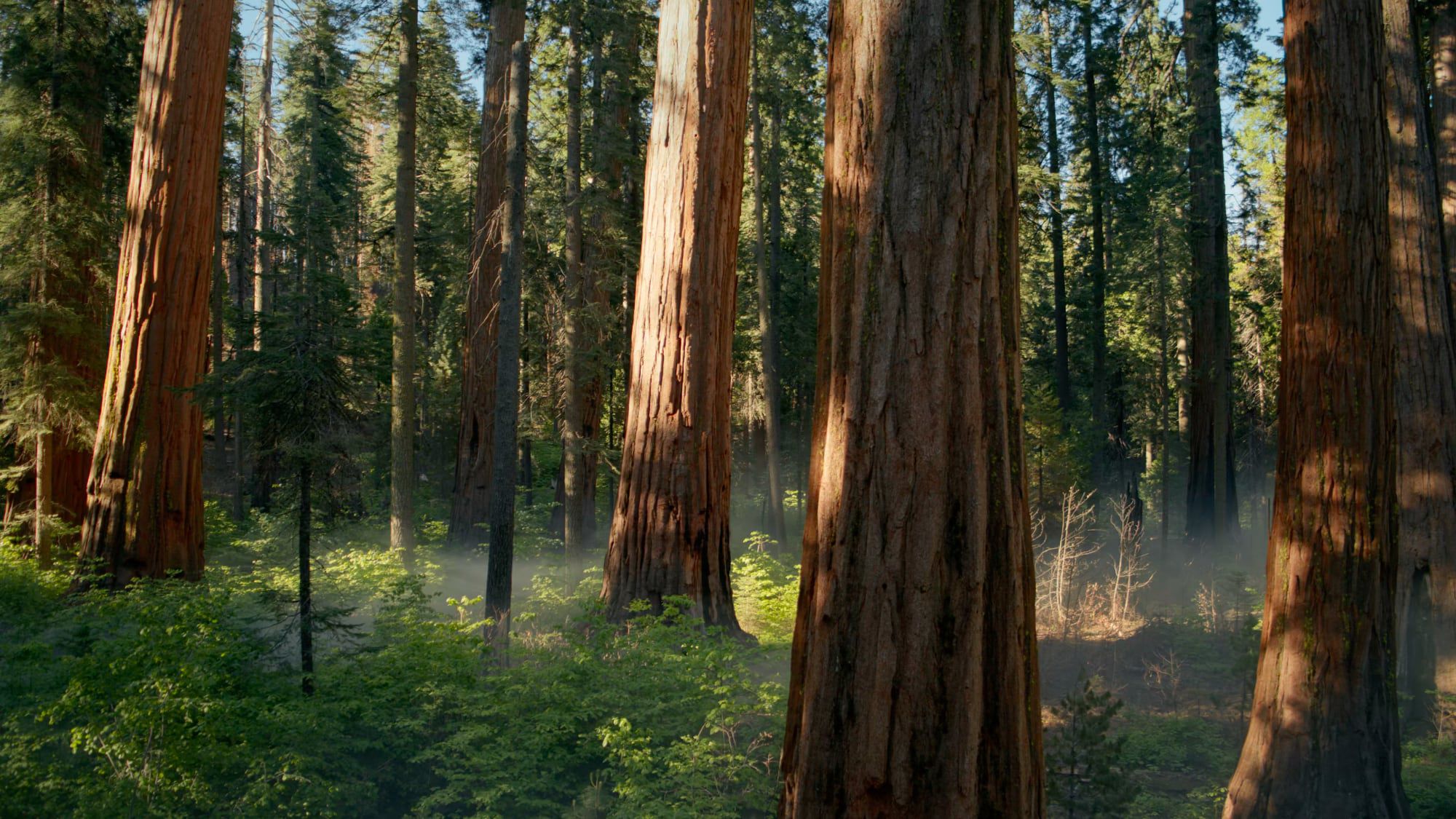Macos sequoia beta 5 has hidden forest wallpaper t3llam