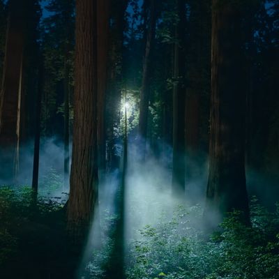 macos sequoia wallpaper night