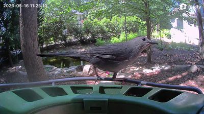 birdfy catbird
